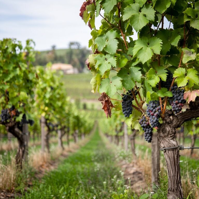 Năng suất nho đen sẽ làm bạn ngạc nhiên: bón phân cho cây bằng dụng cụ đơn giản này